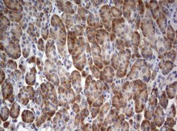 STK11 Mouse anti-Human, Clone: OTI0A3, lyophilized, TrueMAB 100 &mu;g;