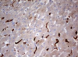 STK11 Mouse anti-Human, Clone: OTI0A3, lyophilized, TrueMAB 100 &mu;g;