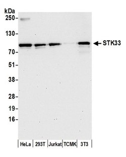 STK33 Polyclonal Antibody, Bethyl Laboratories 20 &mu;L; Unconjugated:Antibodies,