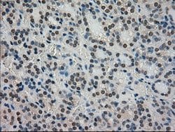 STK39 Mouse anti-Human, Clone: OTI4H3, lyophilized, TrueMAB 100 &mu;g;
