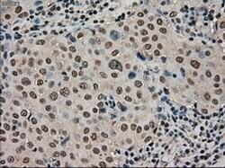 STK39 Mouse anti-Human, Clone: OTI2E10, liquid, TrueMAB 100 &mu;L | Buy Online | Origene Technologies | Fisher Scientific