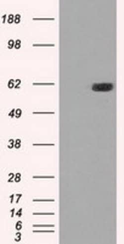 STK39 Mouse anti-Human, Clone: OTI4H3, lyophilized, TrueMAB 100 &mu;g;
