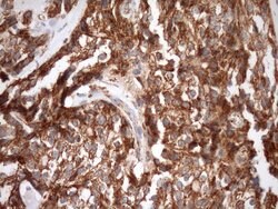 STOML2 Monoclonal Antibody (OTI1F5), TrueMAB , OriGene 30 &mu;L | Buy Online | Origene Technologies | Fisher Scientific