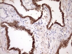 STOML2 Monoclonal Antibody (OTI1F5), TrueMAB , OriGene 30 &mu;L | Buy Online | Origene Technologies | Fisher Scientific