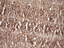 STOML2 Monoclonal Antibody (OTI1F5), TrueMAB , OriGene 30 &mu;L | Buy Online | Origene Technologies | Fisher Scientific