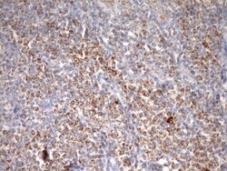 STOML2 Monoclonal Antibody (OTI1F5), TrueMAB , OriGene 30 &mu;L | Buy Online | Origene Technologies | Fisher Scientific