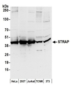 STRAP Polyclonal Antibody, Bethyl Laboratories 20 &mu;L | Buy Online | Bethyl Laboratories, Inc | Fisher Scientific