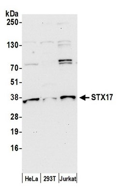 STX17 Polyclonal Antibody, Bethyl Laboratories 20 &mu;L | Buy Online | Bethyl Laboratories, Inc | Fisher Scientific