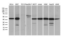 STX18 Monoclonal Antibody (OTI3A4), TrueMAB , OriGene 100 &mu;L; Unconjugated:Antibodies,
