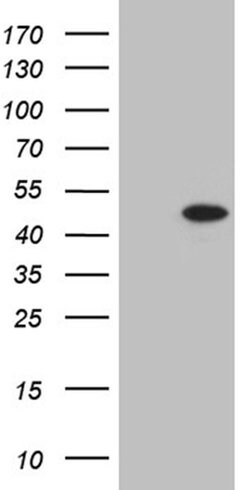 STX18 Monoclonal Antibody (OTI3A9), TrueMAB , OriGene 100 &mu;L; Unconjugated:Antibodies,