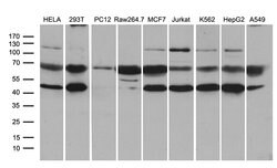 STX18 Monoclonal Antibody (OTI3A9), TrueMAB , OriGene 100 &mu;L; Unconjugated:Antibodies,