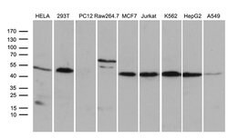STX18 Mouse anti-Human, Clone: OTI2B5, lyophilized, TrueMAB 100 &mu;g;