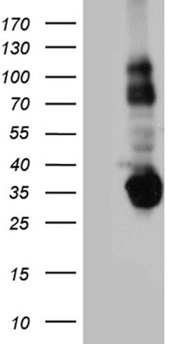 STX3 Monoclonal Antibody (OTI5B12), TrueMAB , OriGene:Antibodies:Primary