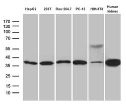 STX3 Monoclonal Antibody (OTI5B12), TrueMAB , OriGene 100 &mu;L; Unconjugated:Antibodies,