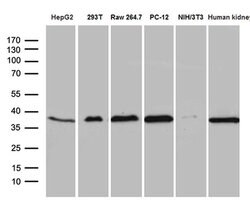 STX3 Monoclonal Antibody (OTI5D10), TrueMAB , OriGene 100 &mu;L; Unconjugated:Antibodies,