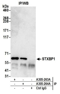 STXBP1/MUNC18-1 Rabbit anti-Human, Polyclonal, Bethyl Laboratories 10 &mu;L;
