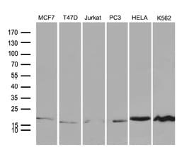 SUB1 Monoclonal Antibody (OTI4C10), TrueMAB , OriGene 100 &mu;L; Unconjugated:Antibodies,