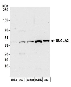 SUCLA2 Polyclonal Antibody, Bethyl Laboratories:Antibodies:Primary Antibodies