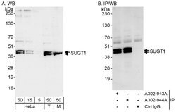 SUGT1 Rabbit anti-Human, Mouse, Polyclonal, Bethyl Laboratories 100 &mu;L;