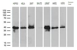 SUGT1 Monoclonal Antibody (OTI10G2), TrueMAB , OriGene 100 &mu;L; Unconjugated:Antibodies,