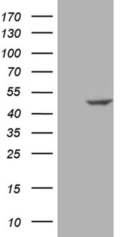 SUGT1 Monoclonal Antibody (OTI9A1), TrueMAB , OriGene 100 &mu;L; Unconjugated:Antibodies,