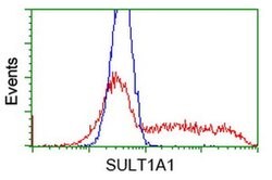 SULT1A1 Monoclonal Antibody (OTI1G10), TrueMAB , OriGene:Antibodies:Primary