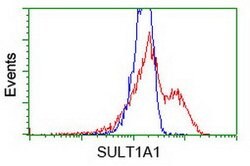 SULT1A1 Mouse anti-Human, Clone: OTI2C5, lyophilized, TrueMAB 100 &mu;g;