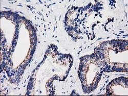 SULT1A1 Monoclonal Antibody (OTI8B8), TrueMAB , OriGene 100 &mu;L; Unconjugated:Antibodies,