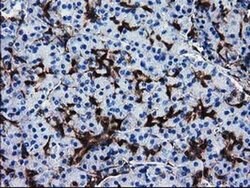 SULT1A1 Monoclonal Antibody (OTI1G10), TrueMAB , OriGene 100 &mu;L; Unconjugated:Antibodies,