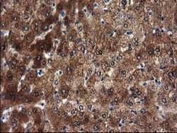 SULT1A1 Monoclonal Antibody (OTI1G10), TrueMAB , OriGene:Antibodies:Primary