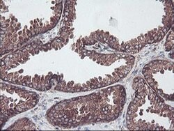 SULT1A1 Monoclonal Antibody (OTI5A1), TrueMAB , OriGene 100 &mu;L; Unconjugated:Antibodies,