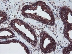 SULT1A1 Monoclonal Antibody (OTI5A1), TrueMAB , OriGene 100 &mu;L; Unconjugated:Antibodies,