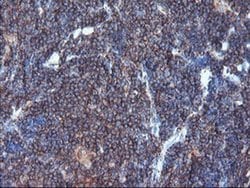 SULT1A1 Monoclonal Antibody (OTI5A1), TrueMAB , OriGene 100 &mu;L; Unconjugated:Antibodies,