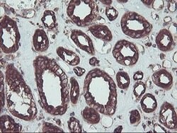 SULT1A1 Monoclonal Antibody (OTI5A1), TrueMAB , OriGene 100 &mu;L; Unconjugated:Antibodies,