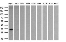 SULT1A1 Monoclonal Antibody (OTI1G10), TrueMAB , OriGene 100 &mu;L; Unconjugated:Antibodies,