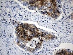 SULT1A3 Monoclonal Antibody (OTI1E8), TrueMAB , OriGene 100 &mu;L; Unconjugated:Antibodies,