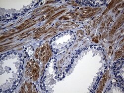 SULT1A3 Mouse anti-Human, Clone: OTI3G5, lyophilized, TrueMAB 100 &mu;g;