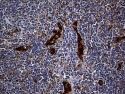 SULT1A3 Mouse anti-Human, Clone: OTI3G5, lyophilized, TrueMAB 100 &mu;g;