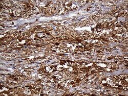 SULT1A3 Monoclonal Antibody (OTI6A8), TrueMAB , OriGene 100 &mu;L; Unconjugated:Antibodies,