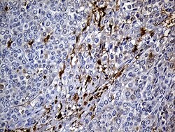 SULT1A3 Monoclonal Antibody (OTI6A8), TrueMAB , OriGene 100 &mu;L; Unconjugated:Antibodies,