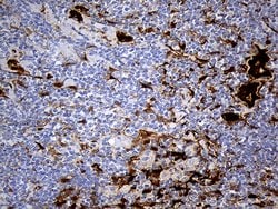SULT1A3 Monoclonal Antibody (OTI6A8), TrueMAB , OriGene 100 &mu;L; Unconjugated:Antibodies,