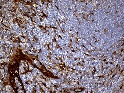 SULT1A3 Monoclonal Antibody (OTI6A8), TrueMAB , OriGene 100 &mu;L; Unconjugated:Antibodies,
