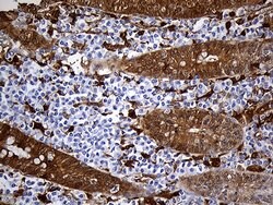 SULT1A3 Monoclonal Antibody (OTI6A8), TrueMAB , OriGene 100 &mu;L; Unconjugated:Antibodies,