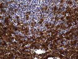 SULT1A3 Monoclonal Antibody (OTI1C6), TrueMAB , OriGene 30 &mu;L; Unconjugated:Antibodies,