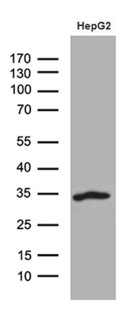 SULT1A3 Mouse anti-Human, Clone: OTI4E1, lyophilized, TrueMAB 100 &mu;g;