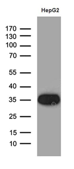 SULT1A3 Monoclonal Antibody (OTI1E8), TrueMAB , OriGene 100 &mu;L; Unconjugated:Antibodies,