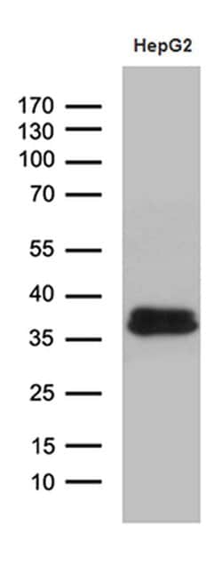 SULT1A3 Monoclonal Antibody (OTI3G5), TrueMAB , OriGene 30 &mu;L; Unconjugated:Antibodies,
