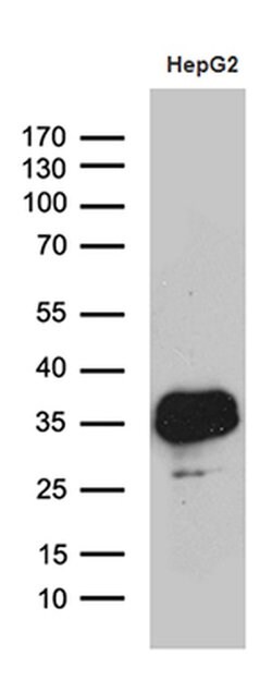 SULT1A3 Monoclonal Antibody (OTI6A8), TrueMAB , OriGene 100 &mu;L; Unconjugated:Antibodies,