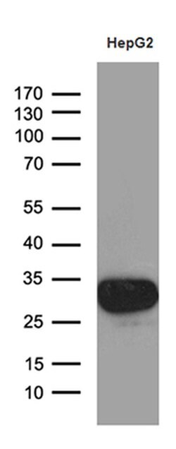SULT1A3 Monoclonal Antibody (OTI1C6), TrueMAB , OriGene 30 &mu;L; Unconjugated:Antibodies,