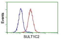 SULT1C2 Monoclonal Antibody (OTI4G1), TrueMAB , OriGene 30 &mu;L; Unconjugated:Antibodies,